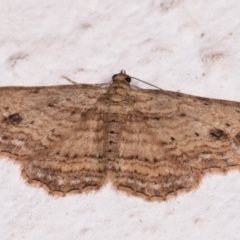 Xanthorhoe anaspila (Dark-patch Carpet) at Melba, ACT - 23 May 2021 by kasiaaus