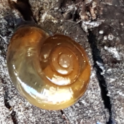 Oxychilus alliarius (Garlic Snail) at Bruce Ridge to Gossan Hill - 27 May 2021 by trevorpreston