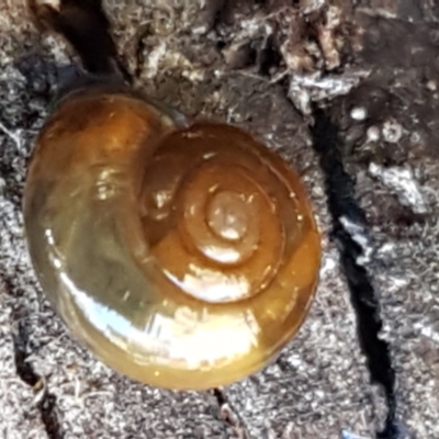 Oxychilus alliarius (Garlic Snail) at Bruce Ridge - 27 May 2021 by trevorpreston