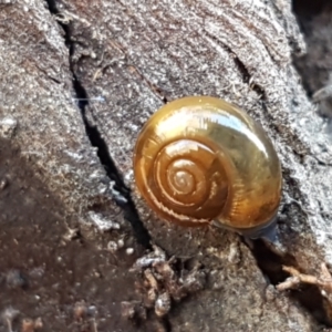 Oxychilus alliarius at Bruce, ACT - 27 May 2021