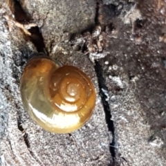 Oxychilus alliarius at Bruce, ACT - 27 May 2021