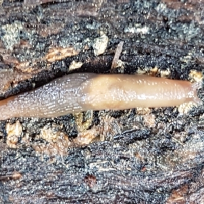 Deroceras laeve (Marsh Slug) at Bruce Ridge - 27 May 2021 by trevorpreston