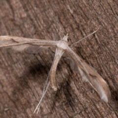 Platyptilia celidotus (Plume Moth) at Melba, ACT - 23 May 2021 by kasiaaus
