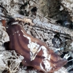 Anzoplana trilineata (A Flatworm) at Bruce Ridge - 27 May 2021 by trevorpreston