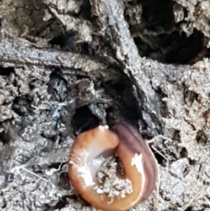 Anzoplana trilineata at Bruce, ACT - 27 May 2021