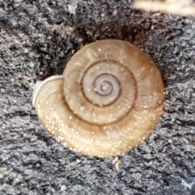 Elsothera funerea (Grim Reaper Pinwheel Snail) at Holt, ACT - 27 May 2021 by trevorpreston