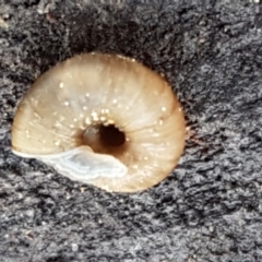 Elsothera funerea at Holt, ACT - 27 May 2021 12:41 PM