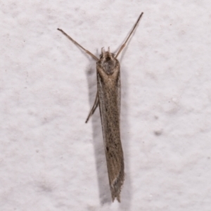 Philobota brachypterous female species at Melba, ACT - 25 May 2021