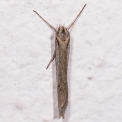 Philobota brachypterous female species at Melba, ACT - 25 May 2021