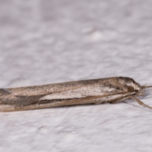 Philobota brachypterous female species at Melba, ACT - 25 May 2021