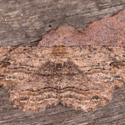 Ectropis excursaria (Common Bark Moth) at Melba, ACT - 25 May 2021 by kasiaaus