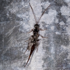 Monomachus antipodalis (A parasitic wasp) at Melba, ACT - 24 May 2021 by kasiaaus