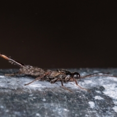 Monomachus antipodalis at Melba, ACT - 25 May 2021 09:17 AM