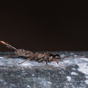 Monomachus antipodalis at Melba, ACT - 25 May 2021 09:17 AM