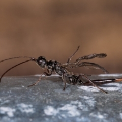 Monomachus antipodalis at Melba, ACT - 25 May 2021