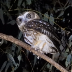 Ninox boobook (Southern Boobook) at Wonga Wetlands - 27 May 2021 by WingsToWander