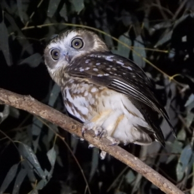 Ninox boobook (Southern Boobook) at Splitters Creek, NSW - 26 May 2021 by WingsToWander