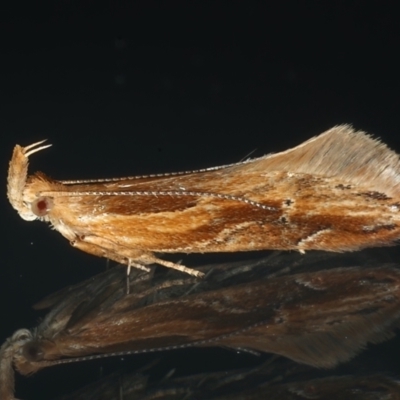 Eutorna tricasis (A Depressariid moth) at Ainslie, ACT - 25 May 2021 by jbromilow50