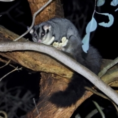 Petaurus norfolcensis (Squirrel Glider) at Wonga Wetlands - 26 May 2021 by WingsToWander