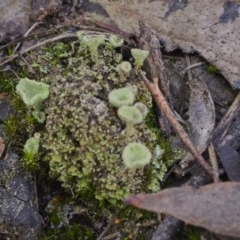 Cladonia sp. (genus) (Cup Lichen) at Mount Fairy, NSW - 21 May 2021 by BarrieR