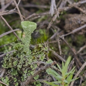 Cladonia sp. (genus) at Mount Fairy, NSW - 21 May 2021