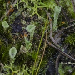 Cladonia sp. (genus) at Mount Fairy, NSW - 21 May 2021 12:59 PM