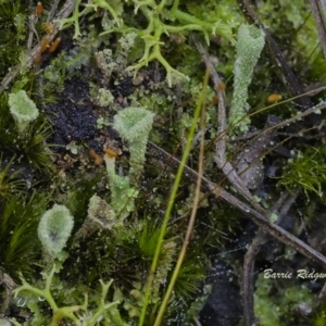 Cladonia sp. (genus) at Mount Fairy, NSW - 21 May 2021