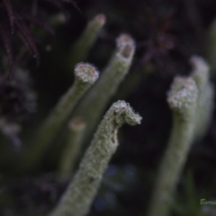 Cladonia sp. (genus) at Mount Fairy, NSW - 21 May 2021