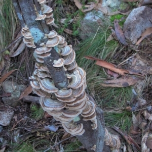 Trametes versicolor at Paddys River, ACT - 16 May 2021