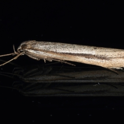 Philobota diaereta (A concealer moth) at Ainslie, ACT - 25 May 2021 by jb2602