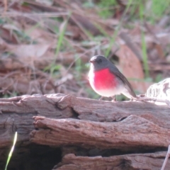 Petroica rosea (Rose Robin) at Wonga Wetlands - 27 May 2019 by Liam.m