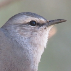 Climacteris picumnus victoriae (Brown Treecreeper) at Albury - 27 May 2019 by Liam.m