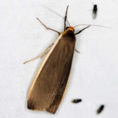 Palaeosia bicosta (Two-ribbed Footman) at Paddys River, ACT - 12 Mar 2021 by ibaird