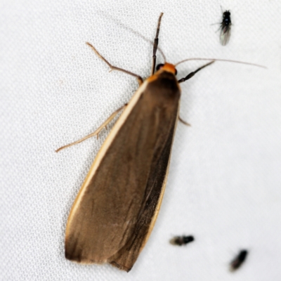 Palaeosia bicosta (Two-ribbed Footman) at Paddys River, ACT - 12 Mar 2021 by ibaird