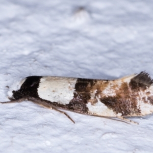 Monopis icterogastra at Melba, ACT - 25 May 2021 11:20 PM