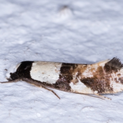 Monopis icterogastra (Wool Moth) at Melba, ACT - 25 May 2021 by kasiaaus