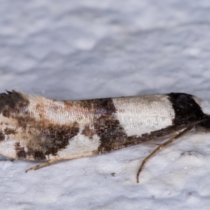 Monopis icterogastra at Melba, ACT - 25 May 2021 11:20 PM