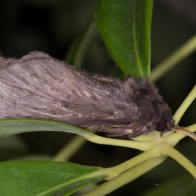 Oxycanus silvanus (Pale Oxycanus) at Melba, ACT - 25 May 2021 by kasiaaus