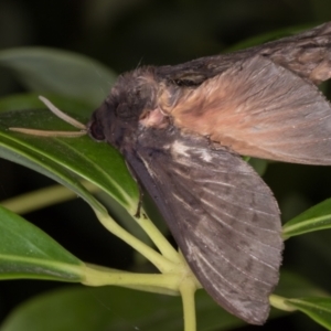 Oxycanus silvanus at Melba, ACT - 25 May 2021