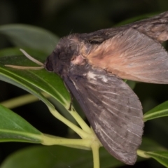 Oxycanus silvanus at Melba, ACT - 25 May 2021