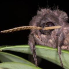 Oxycanus silvanus at Melba, ACT - 25 May 2021