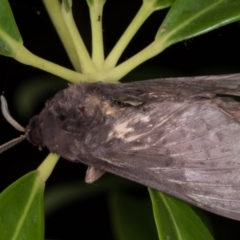 Oxycanus silvanus at Melba, ACT - 25 May 2021