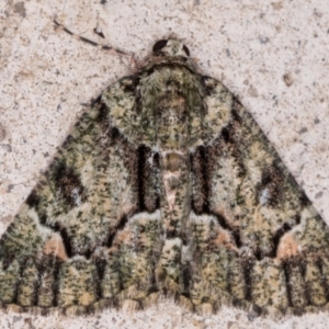 Aeolochroma metarhodata at Melba, ACT - 25 May 2021 11:18 PM