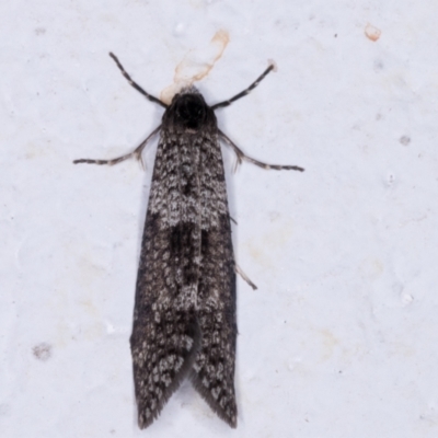 Lepidoscia adelopis, annosella and similar species (A Case moth) at Melba, ACT - 26 May 2021 by kasiaaus