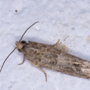 Crocidosema plebejana at Melba, ACT - 25 May 2021 11:12 PM