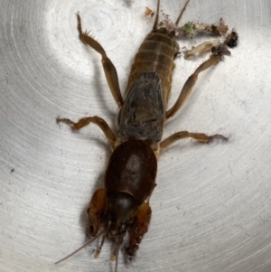 Gryllotalpa sp. (genus) at Garran, ACT - 5 May 2021