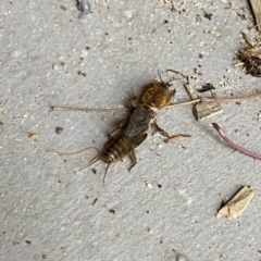 Gryllotalpa sp. (genus) at Garran, ACT - 5 May 2021