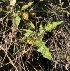 Solanum cinereum (Narrawa Burr) at Chapman, ACT - 27 May 2021 by Wendyp5