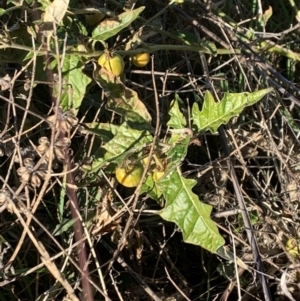Solanum cinereum at Chapman, ACT - 27 May 2021