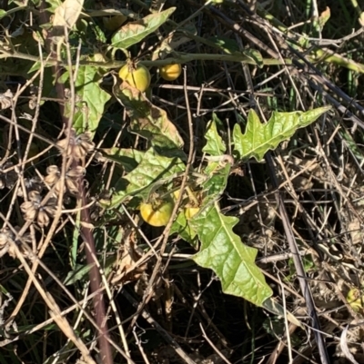 Solanum cinereum (Narrawa Burr) at Cooleman Ridge - 27 May 2021 by Wendyp5